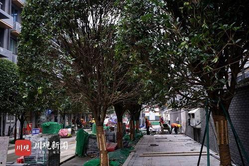 桂花巷,探寻古韵与现代交融的市井风情