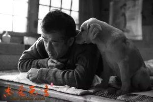 忠爱无言,动物与人类情感共鸣的动人故事